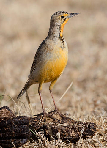 Cape Longclaw